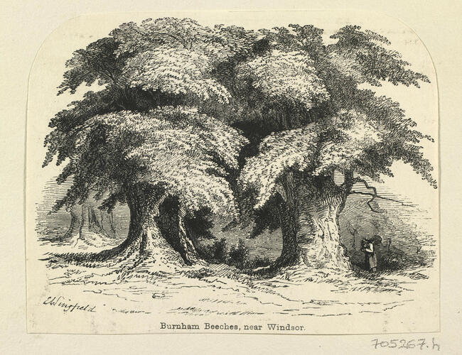 Master: Views of Windsor
Item: Burnham Beeches, near Windsor