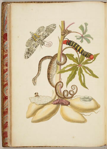 Metamorphosis insectorum Surinamensium. In qua erucae ac vermes Surinamenses, cum omnibus suis transformationibus, ad vivum delineatur & describuntur, singulis eorum in plantas, flores & fructus colloeatis, in quibus reperta sunt; tum etiam generatio ranarum, busonum rariorum, lacertarum, serpentatum, araconium & formicarium exhibitur, omnia in America ad virum naturalis magnitudinae picta atque descripta / per Mariam Sibyllam Merian Metamorphosis insectorum Surinamensium. In qua erucae ac vermes Surinamenses, cum omnibus suis transformationibus, ad vivum delineatur & describuntur, singulis eorum in plantas, flores & fructus colloeatis, in quibus reperta sunt; tum etiam generatio ranarum, busonum rariorum, lacertarum, serpentatum, araconium & formicarium exhibitur, omnia in America ad virum naturalis magnitudinae picta atque descripta / per Mariam Sibyllam Merian