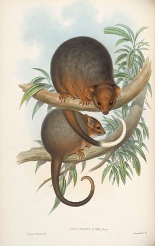 The Mammals of Australia ; v. 1 / by John Gould