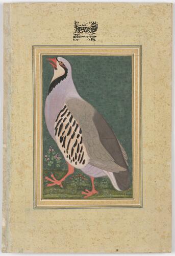Master: Mughal album of portraits, animals and birds.
Item: Portrait of Lutfullah Khan and painting of a chukar partridge