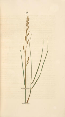 Hortus Gramineus Woburnensis : or an account of the results of experiments on the produce and nutritive qualities of different grasses, and other plants . . . / by George Sinclair Hortus Gramineus Woburnensis : or an account of the results of experiments on the produce and nutritive qualities of different grasses, and other plants . . . / by George Sinclair