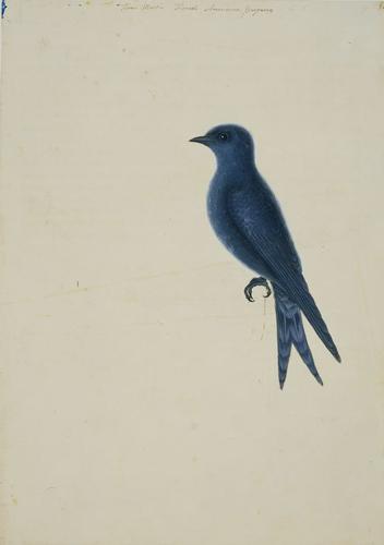 The Purple Martin