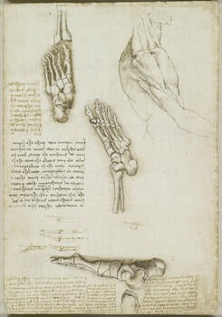 The bones of the foot; The bones and muscles of the arm