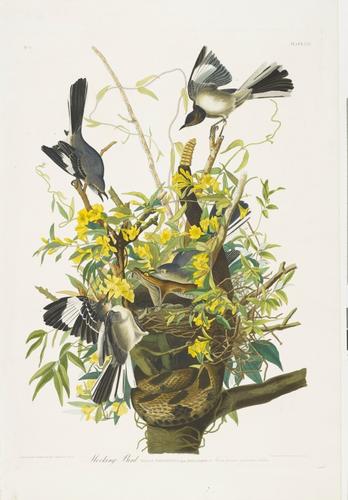 The Birds of America, from original drawings ; [v. 1] / by John James Audubon