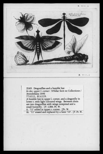 Dragon flies and a Bumble Bee Dragon flies and a Bumble Bee