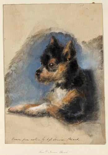 Head of a terrier Head of a terrier