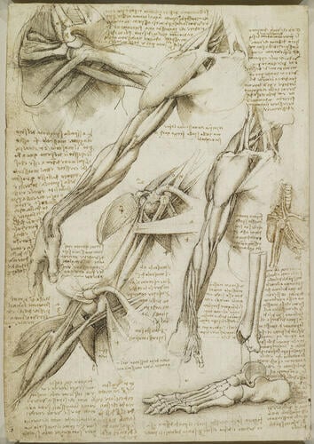 The muscles of the shoulder and arm (recto); The muscles of the shoulder and arm, and the bones of the foot (verso)