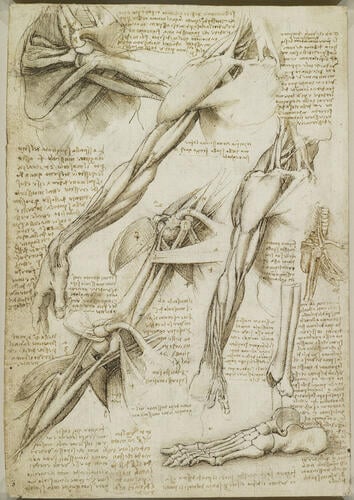 The muscles of the shoulder and arm (recto); The muscles of the shoulder and arm, and the bones of the foot (verso) The muscles of the shoulder and arm (recto); The muscles of the shoulder and arm, and the bones of the foot (verso)