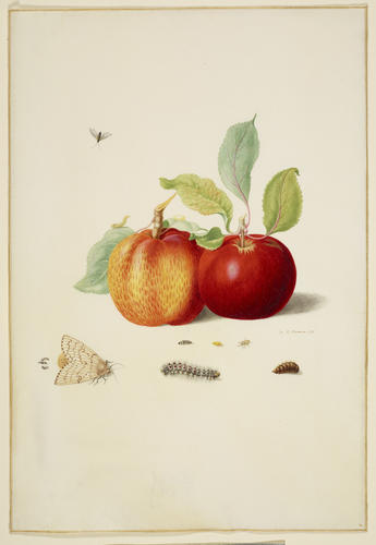 Two Apples with Gypsy Moth