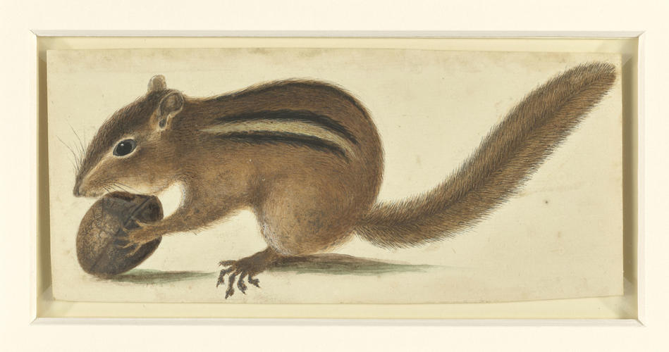 The Ground Squirrel The Ground Squirrel