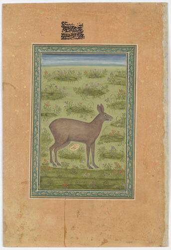 Master: Mughal album of portraits, animals and birds.
Item: Painting of a musk deer and portrait of Rafi al-Darjat Master: Mughal album of portraits, animals and birds.
Item: Painting of a musk deer and portrait of Rafi al-Darjat