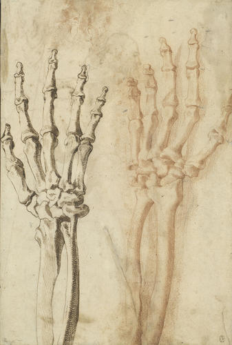 Recto: The bones of the hand and forearm. Verso: Sketch for the Sacrifice of Isaac Recto: The bones of the hand and forearm. Verso: Sketch for the Sacrifice of Isaac