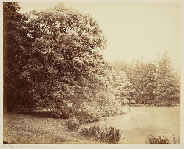 'Linde im Park'; Lime tree in the park, Gotha