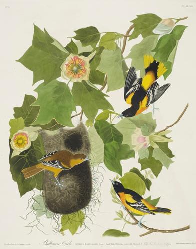 The Birds of America, from original drawings ; [v. 1] / by John James Audubon