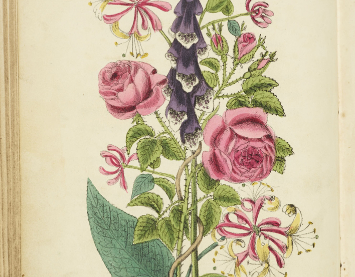 The return of Lady Mary Wortley Montague (1689-1762) in 1718 from her travels in the Ottoman Empire introduced European society to a hitherto unknown world of floral communication. Although Lady Mary's assumptions that within the Sultan's harem, every flo